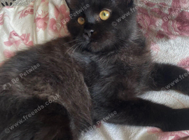 Half Maine Coon female kitten