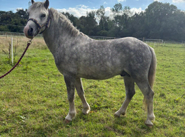 Registered Welsh A dapple grey stallion
