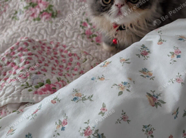 Persian kitten