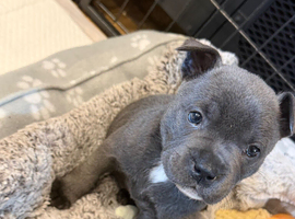 Chaffy pups available