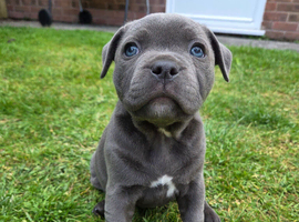Beautiful Blue Staffy Girl &ndash; Last Puppy Available
