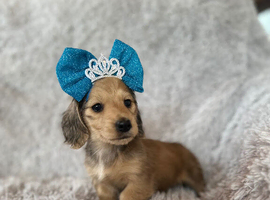 KC registered miniature long- haired dachshund