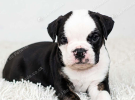 English bulldogs