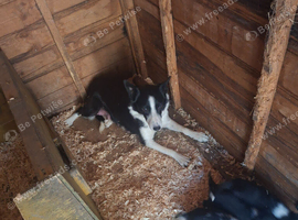 Border collie pups
