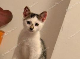 Last Kitten Available!
