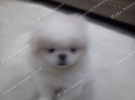 Beautiful white boy pekingnese