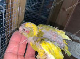 Baby Kakarikis