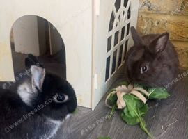 Dwarf rabbits x2