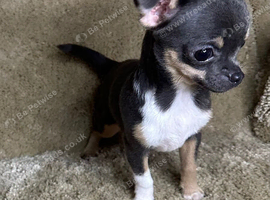 Jackawawa Puppies