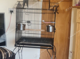 Beautiful Male and Female Lovebirds for Sale with Decorative Cage and Stand