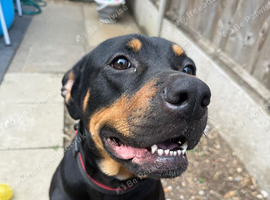 Female mastiff x staffy