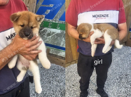 KC Registered American Akitas