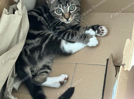Boy kitten for sale