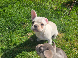 French Bulldog puppies