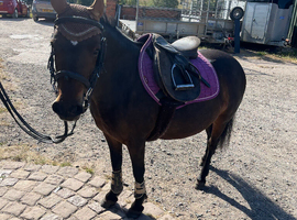 12hh Dartmoor pony