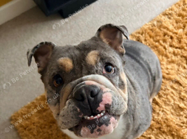 Frankie &ndash; 17-Month-Old English Bulldog Looking for an Experienced Forever Home