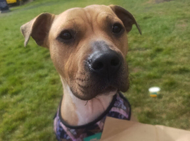 Re home needed for lovely staffy cross