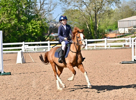 companion pony for sale or child's therapy pony