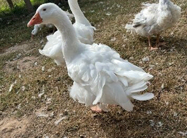 Sebastopol breeding pairs