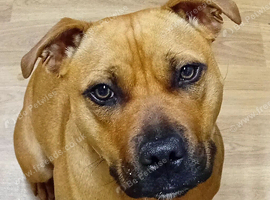 Staffy cross