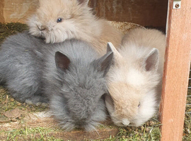 Lion head pure breed