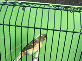 Canaries