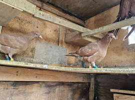 Pigeons