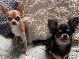 Milo and Lexi