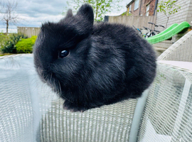 ***Quality*** Netherland Dwarf Bunnies