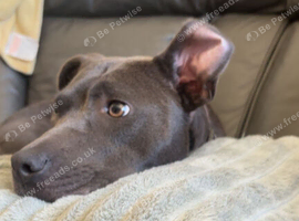 Female blue staff for sale