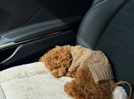 8 Months Old Poodle Male