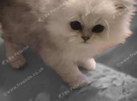 Pure chinchilla Persian