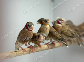 Cut throat finch