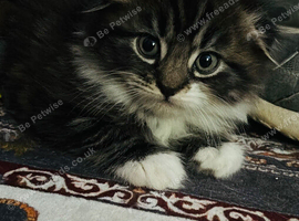Scottish fold long hair