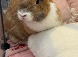 Female neutered rabbit
