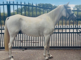 14hh gelding
