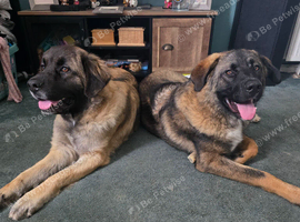 Caucasian shepherd x puppies