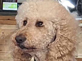 Standard Poodle for Stud