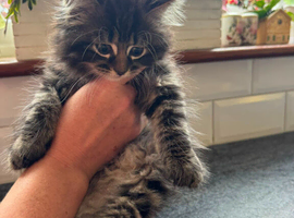 5 beautiful kittens for sale