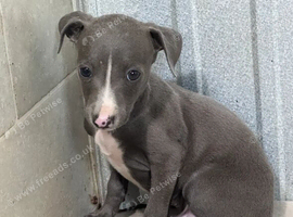 Italian Greyhound puppies