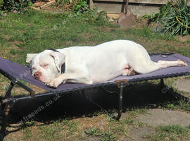 American Bulldog Cross staffy