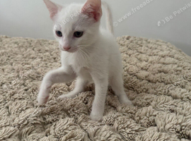 Adorable mixed breed kittens