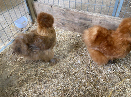 USA  Bearded Silkies