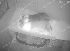 Mini lop cross Dutch rabbit for sale