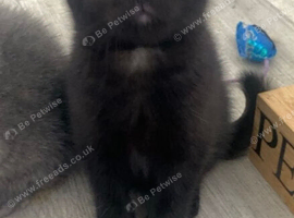 British Shorthair Kittens