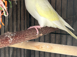 BEAUTIFUL BABY BUDGIES FOR SALE