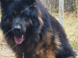 German shepherd stud