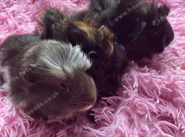 Swiss cross Abyssinia sow baby Guinea pigs 3 weeks old