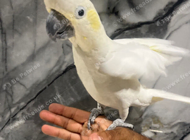 Stunning Friendly Super Affectionate Cuddly Super Tame Lesser Sulphur Crested Cockatoo Parrot,13