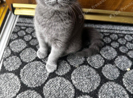 British shorthair